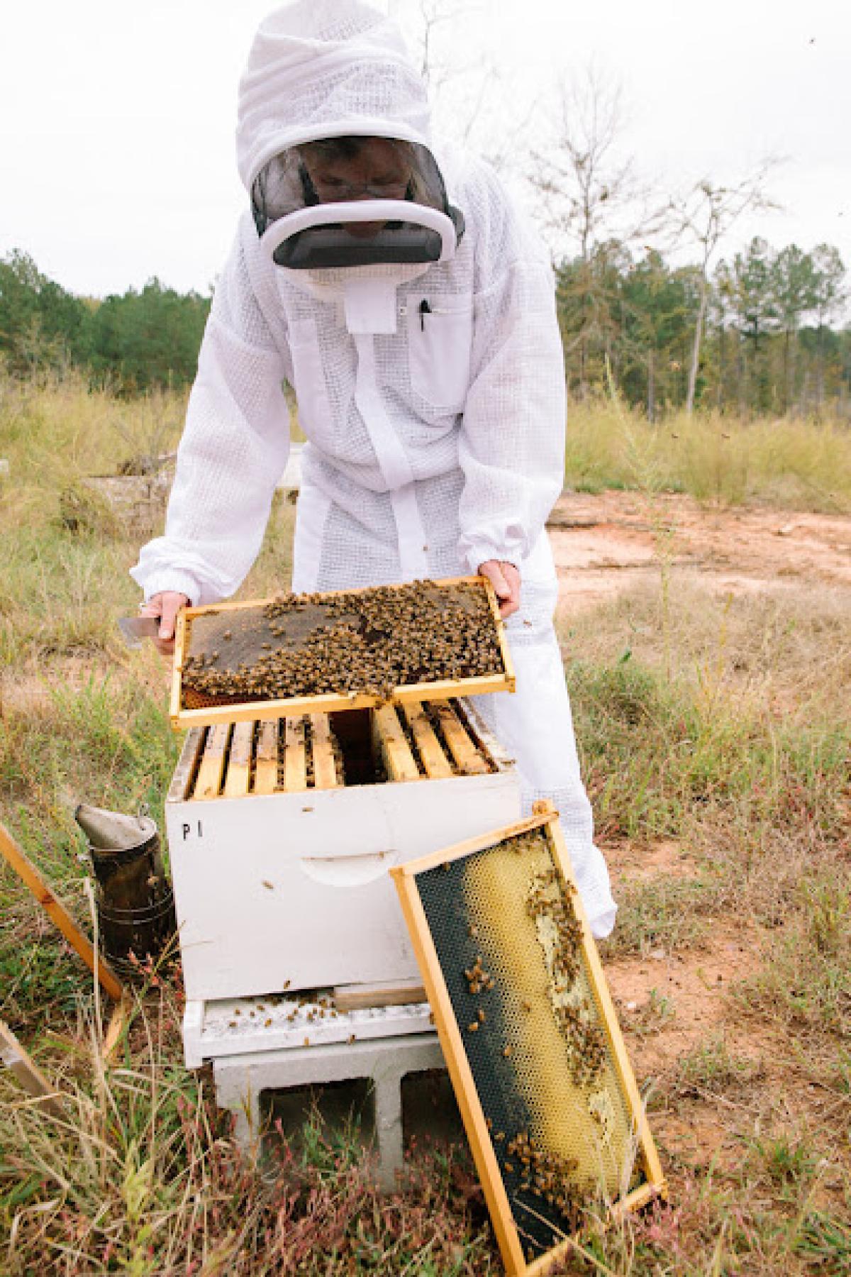 BeeCo Apiaries