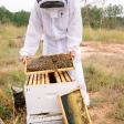 BeeCo Apiaries