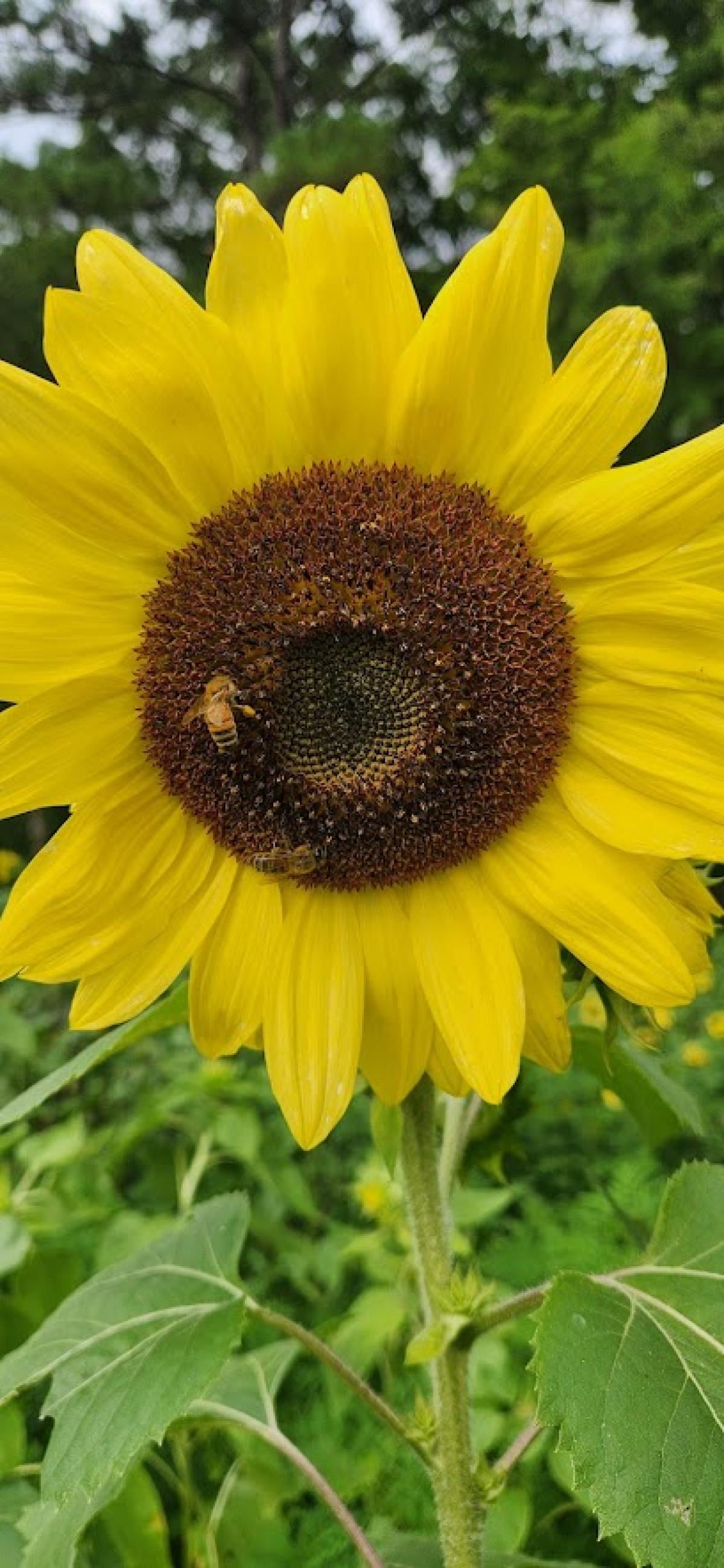 Bee Hollar Farm & Vineyard