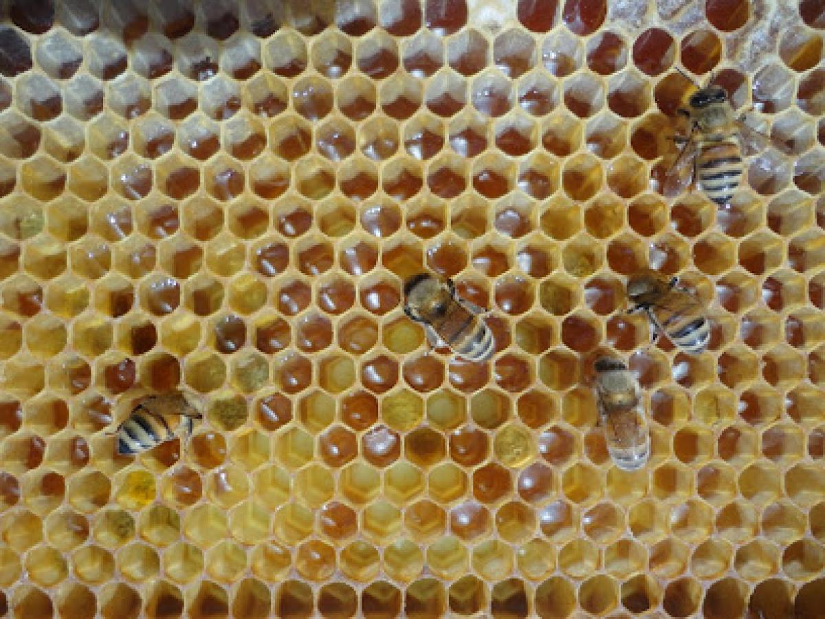 (Old Oak Bee Yard) Pure Raw Honey. Bee removal & Rescue