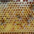 (Old Oak Bee Yard) Pure Raw Honey. Bee removal & Rescue