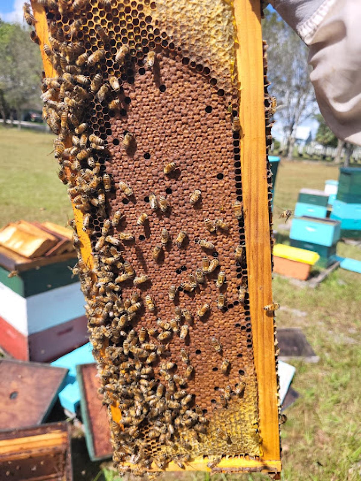 YME Apiary LLC
