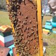 YME Apiary LLC