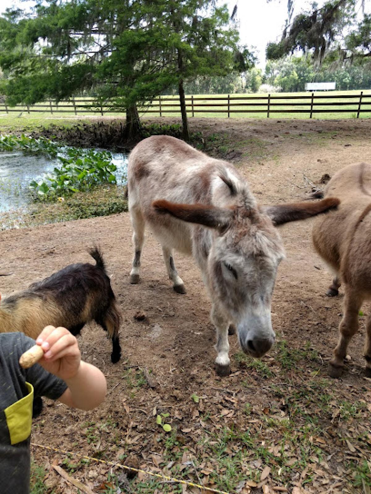 Rype & Readi Elkton Farm