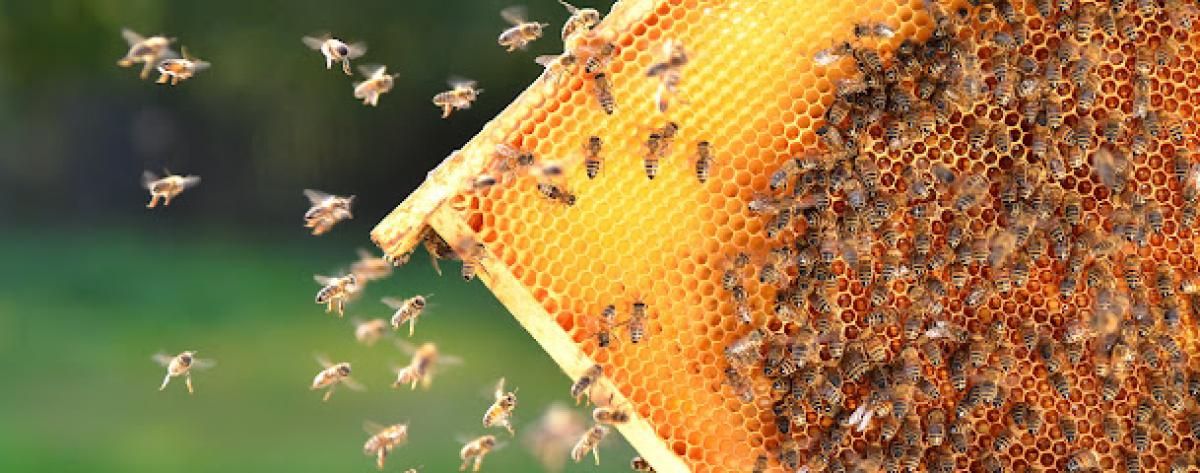 Heritage Bee Farm ~ Local Raw Honey