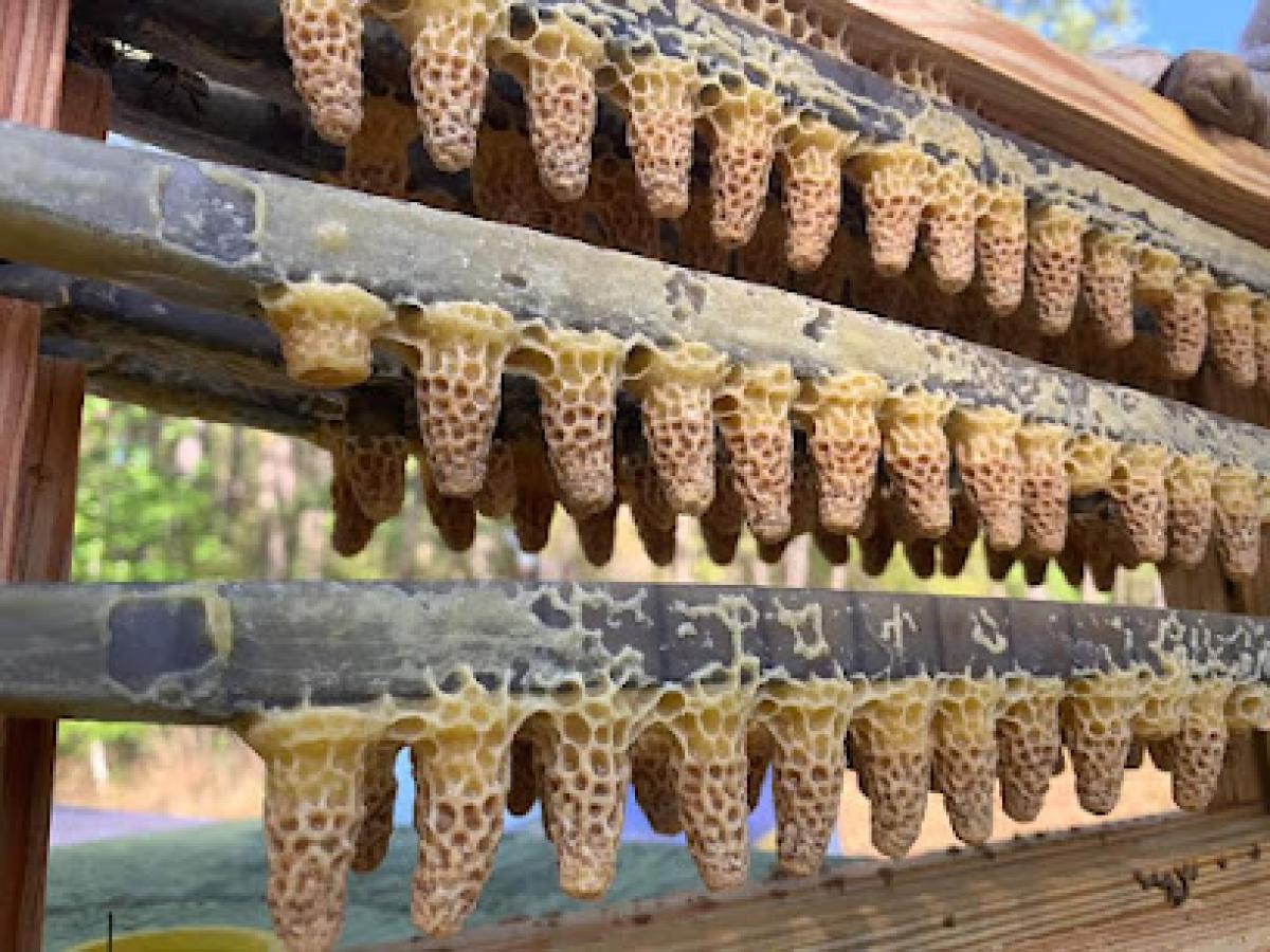 Southern Honey Co LLC