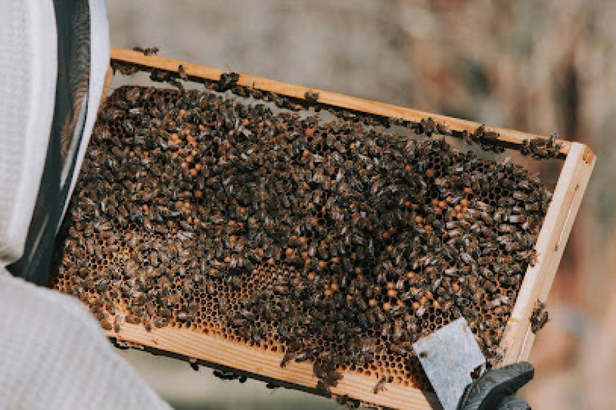 Wild Haven Honey LLC