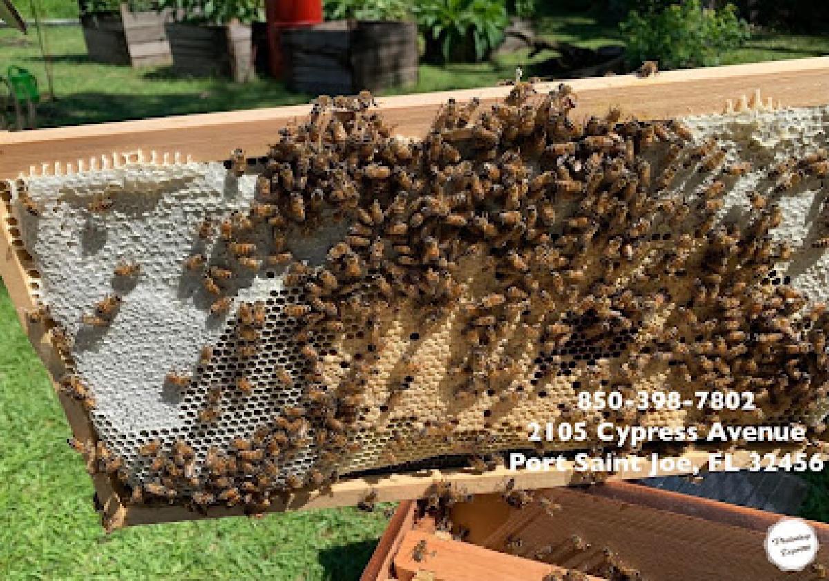 Webb's Honey By the Bay