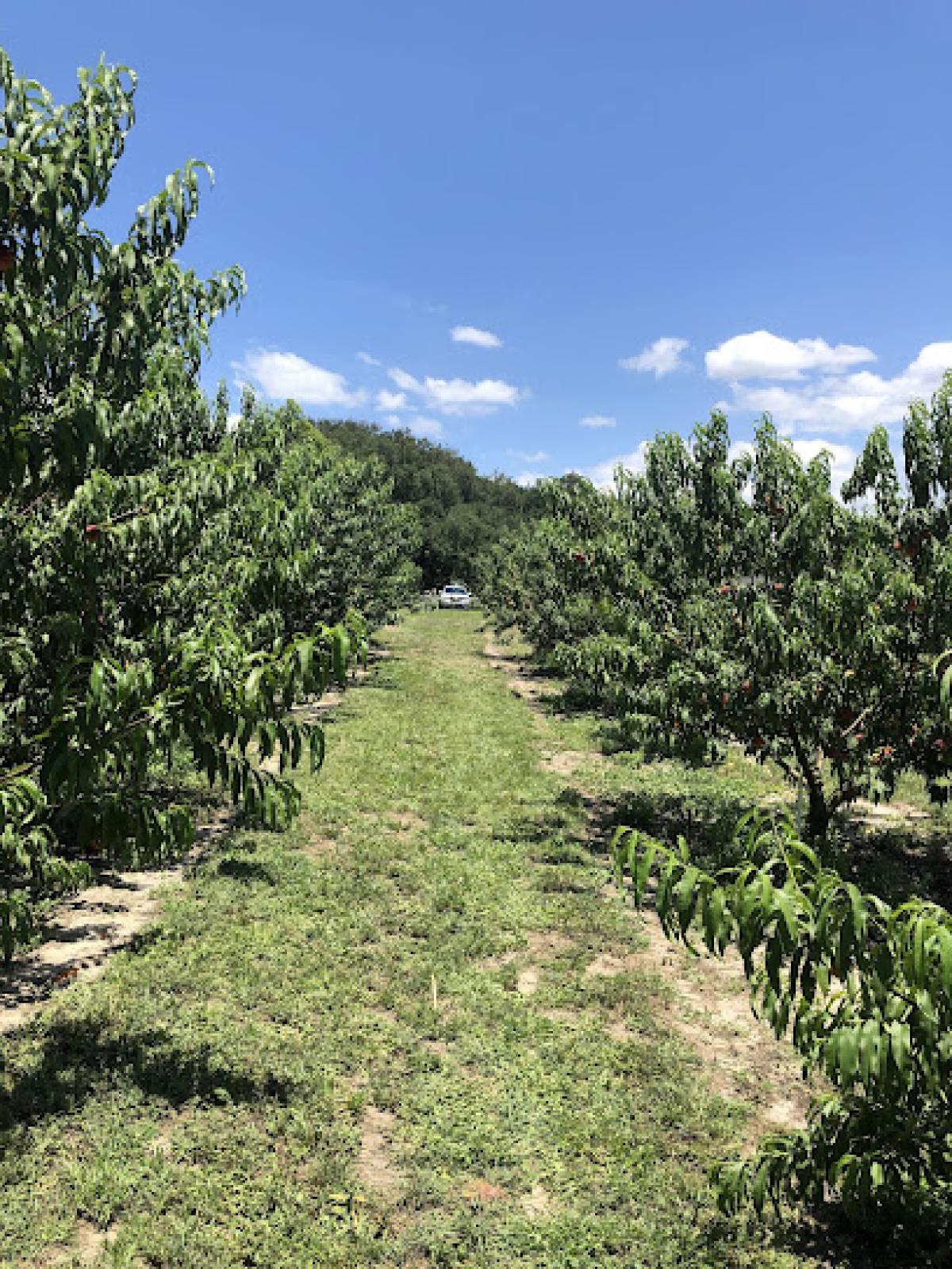 Green Mountain Honey and Fruit