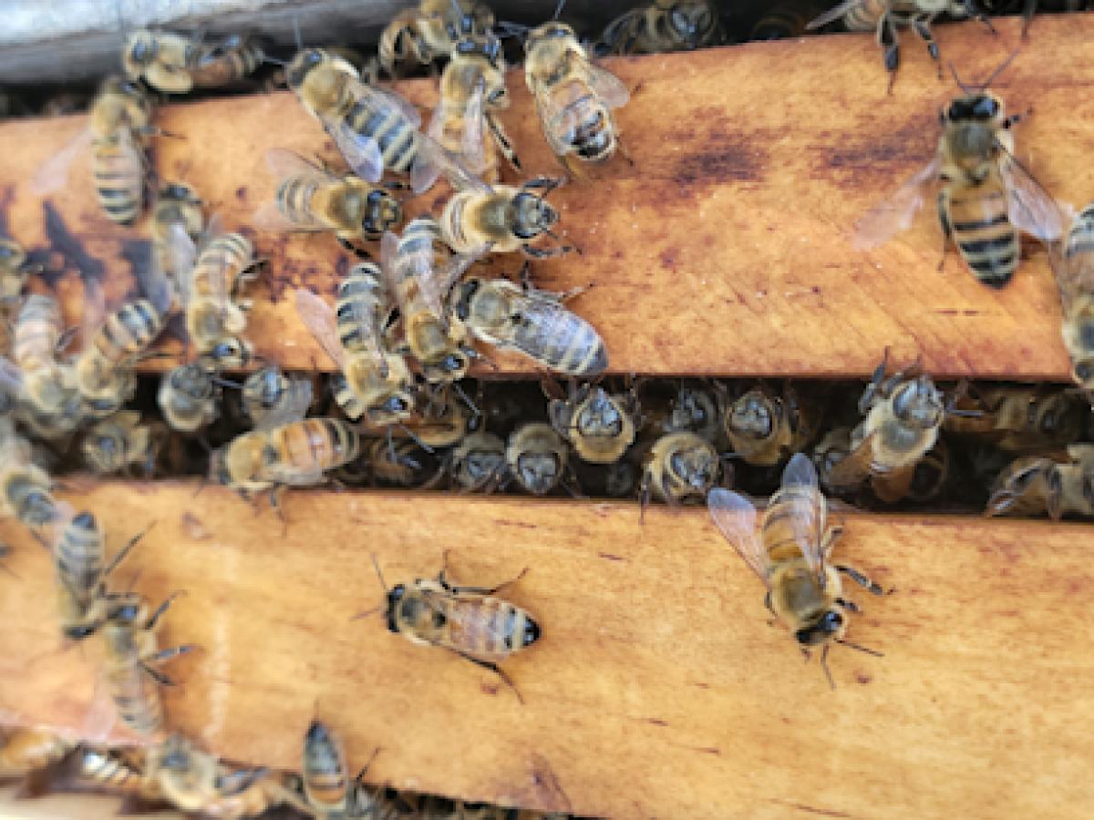 KD_Bee's Apiary Bee farm