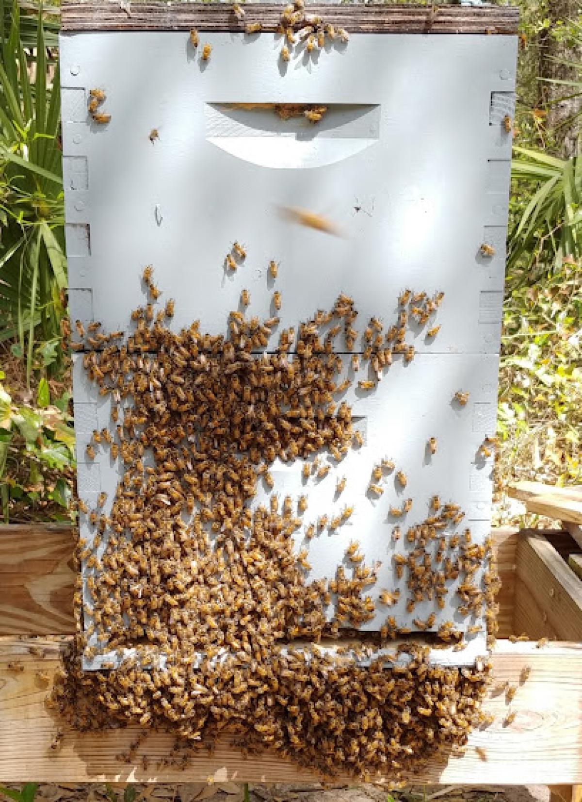 Fort McCoy Honey Farm