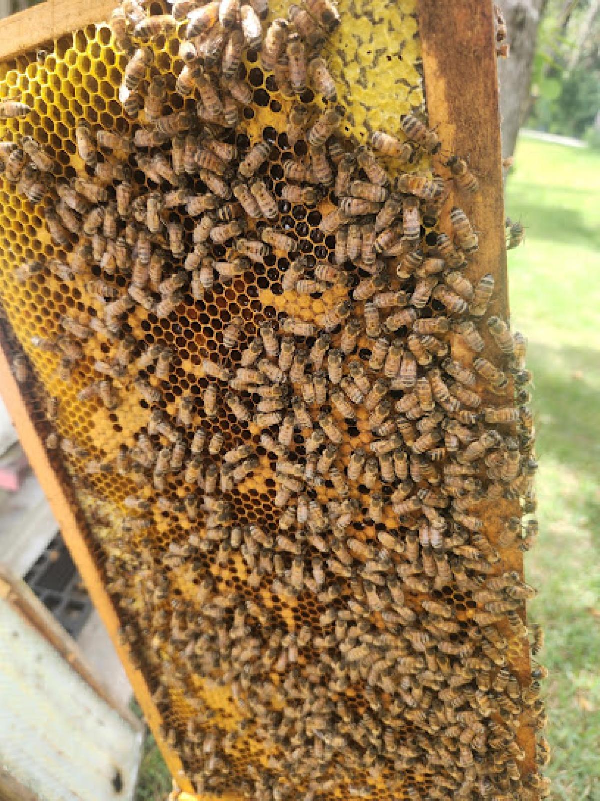 Bernie's Bees Honey Hut