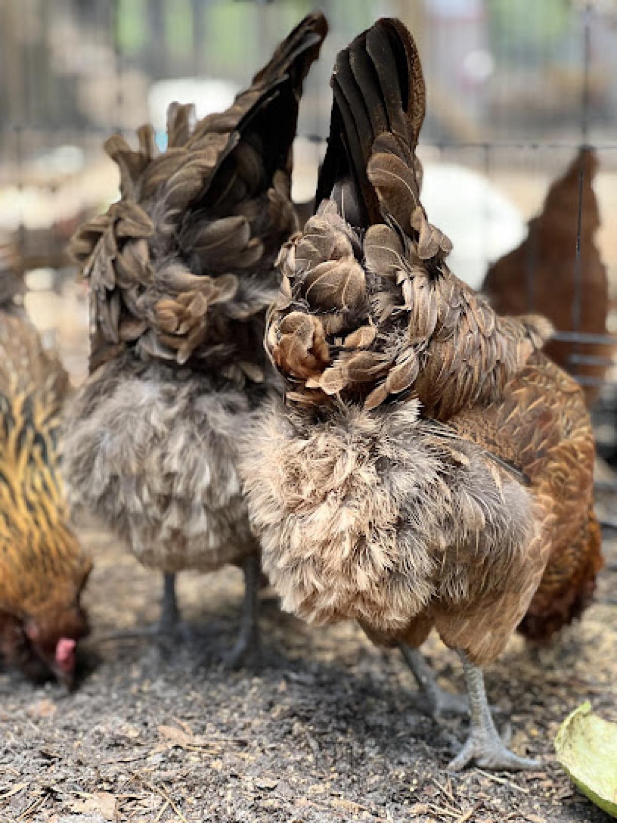 Treat From Nature Farm