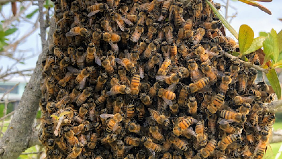 Bee removal/Snyder’s Hives and Honey
