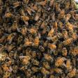 Bee removal/Snyder’s Hives and Honey