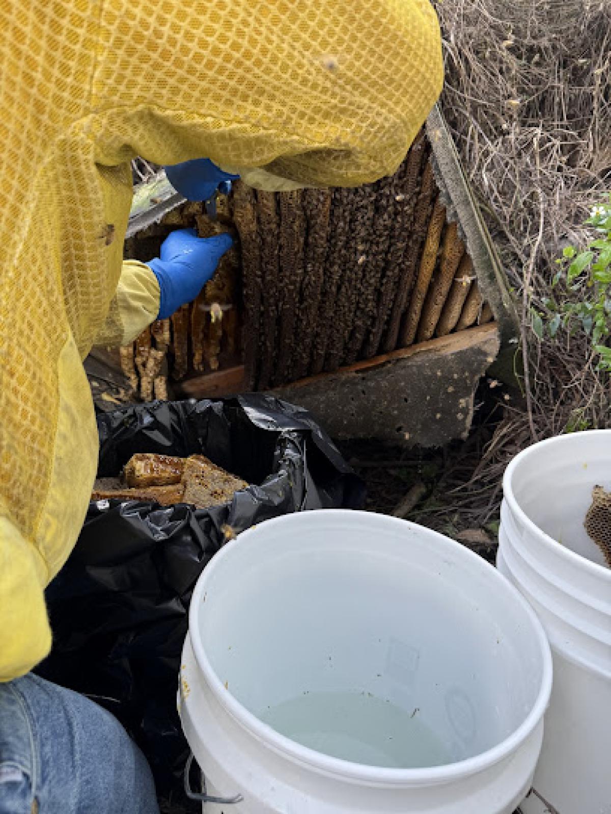 Orlando Bee Removal Expert LLC