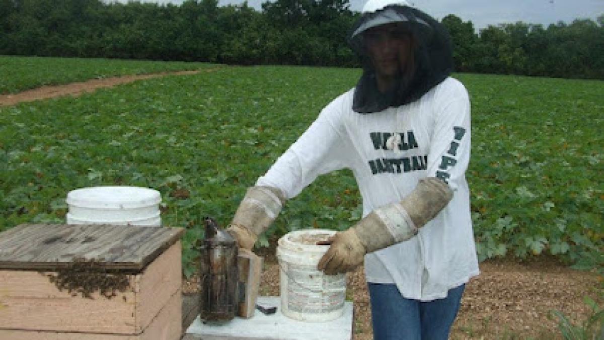 Alberteris bees farms