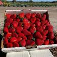 Strawberry Passion/Passion Organic Farm, LLC