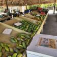 Pine Island Tropical Fruit Market
