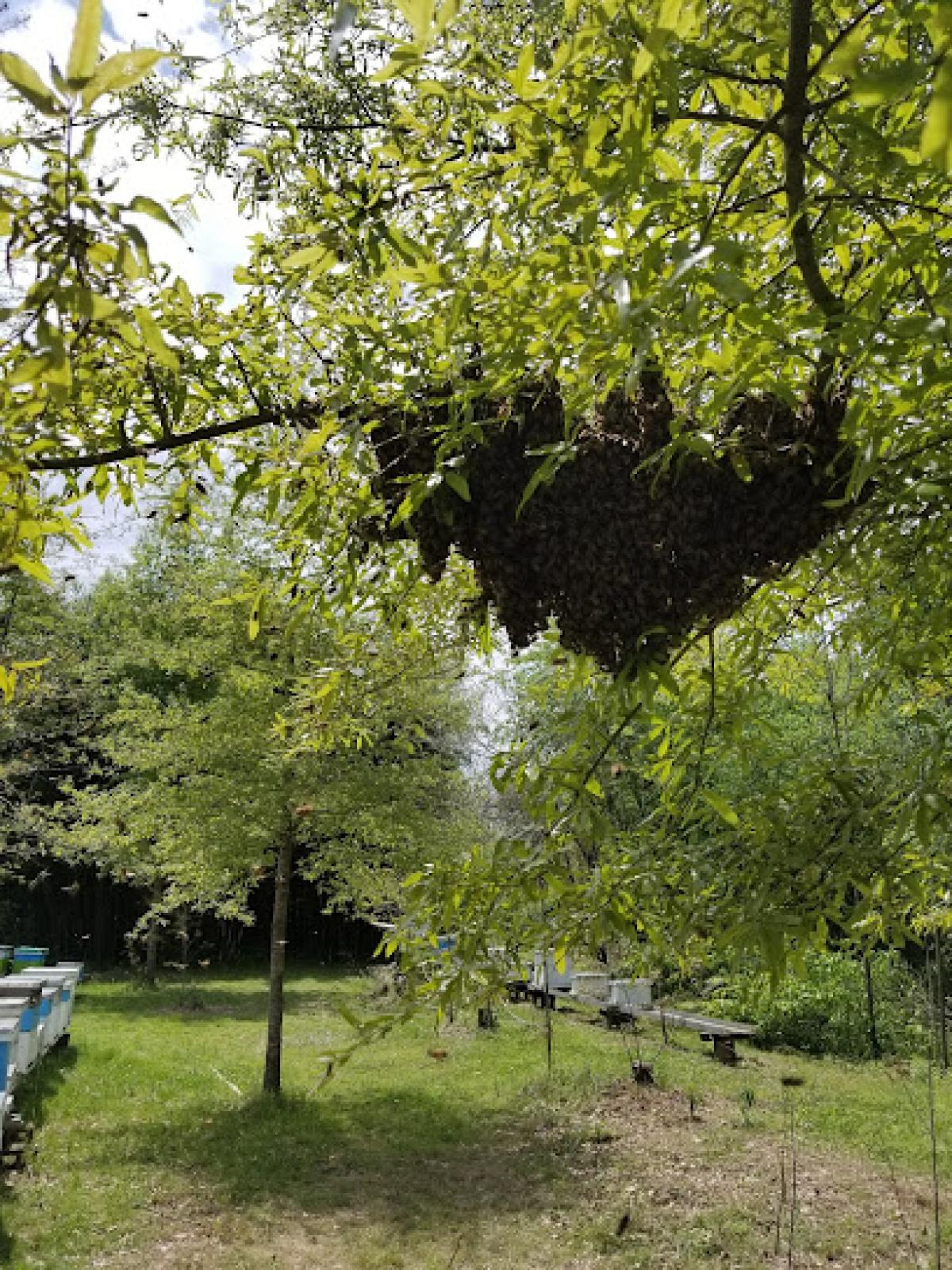 Bill's Backwoods Bees