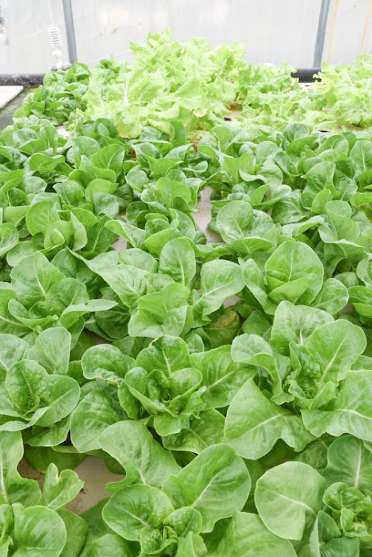 Blackberry Pond Farm