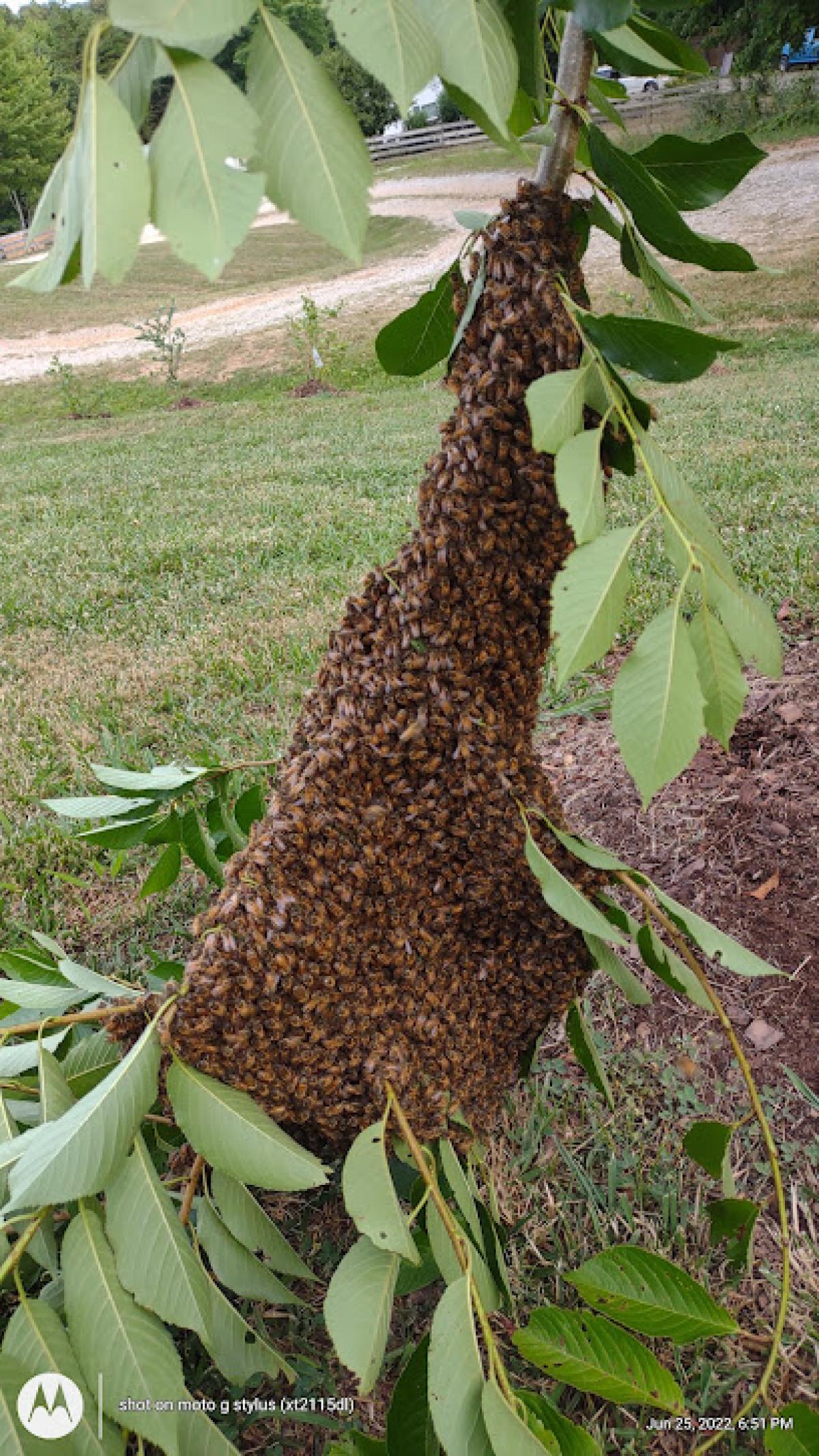 Rocky Top Tn Bee Farm