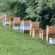Poplar Ridge Honey Bees