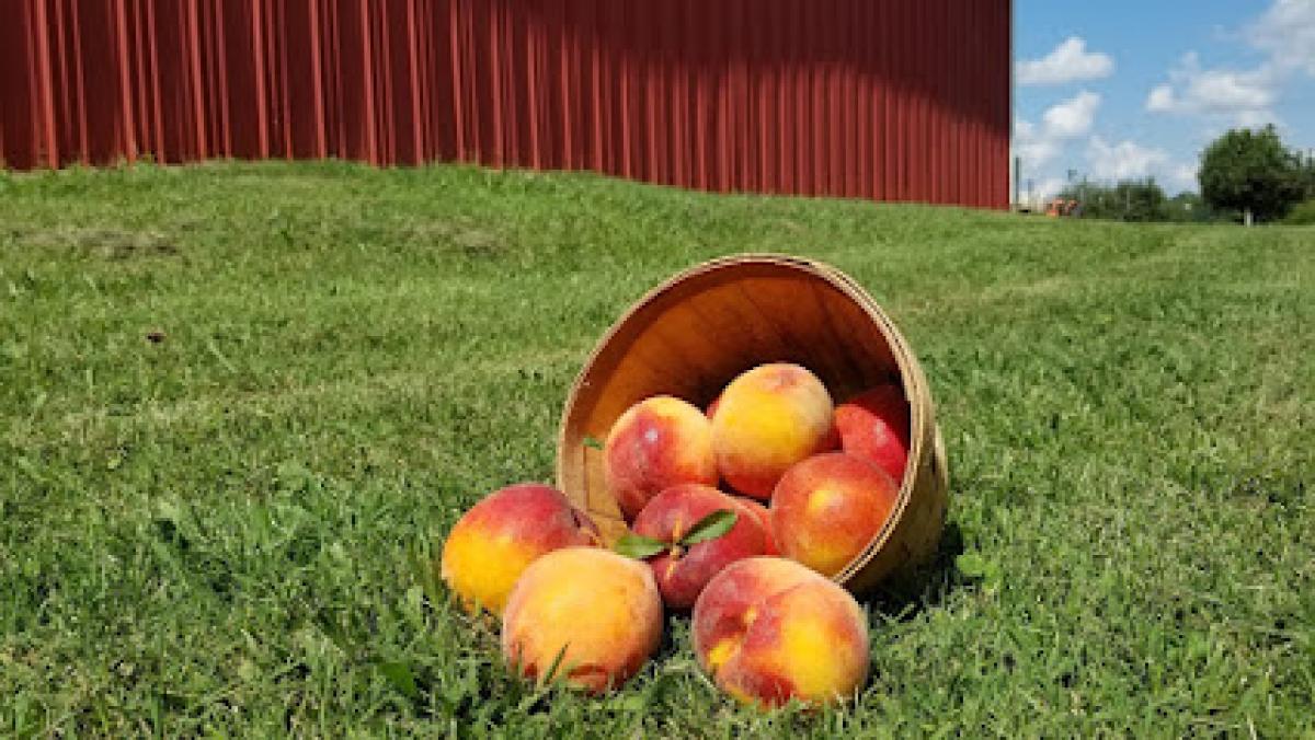 Morning Glory Orchard