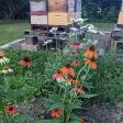 Willow Run Apiary
