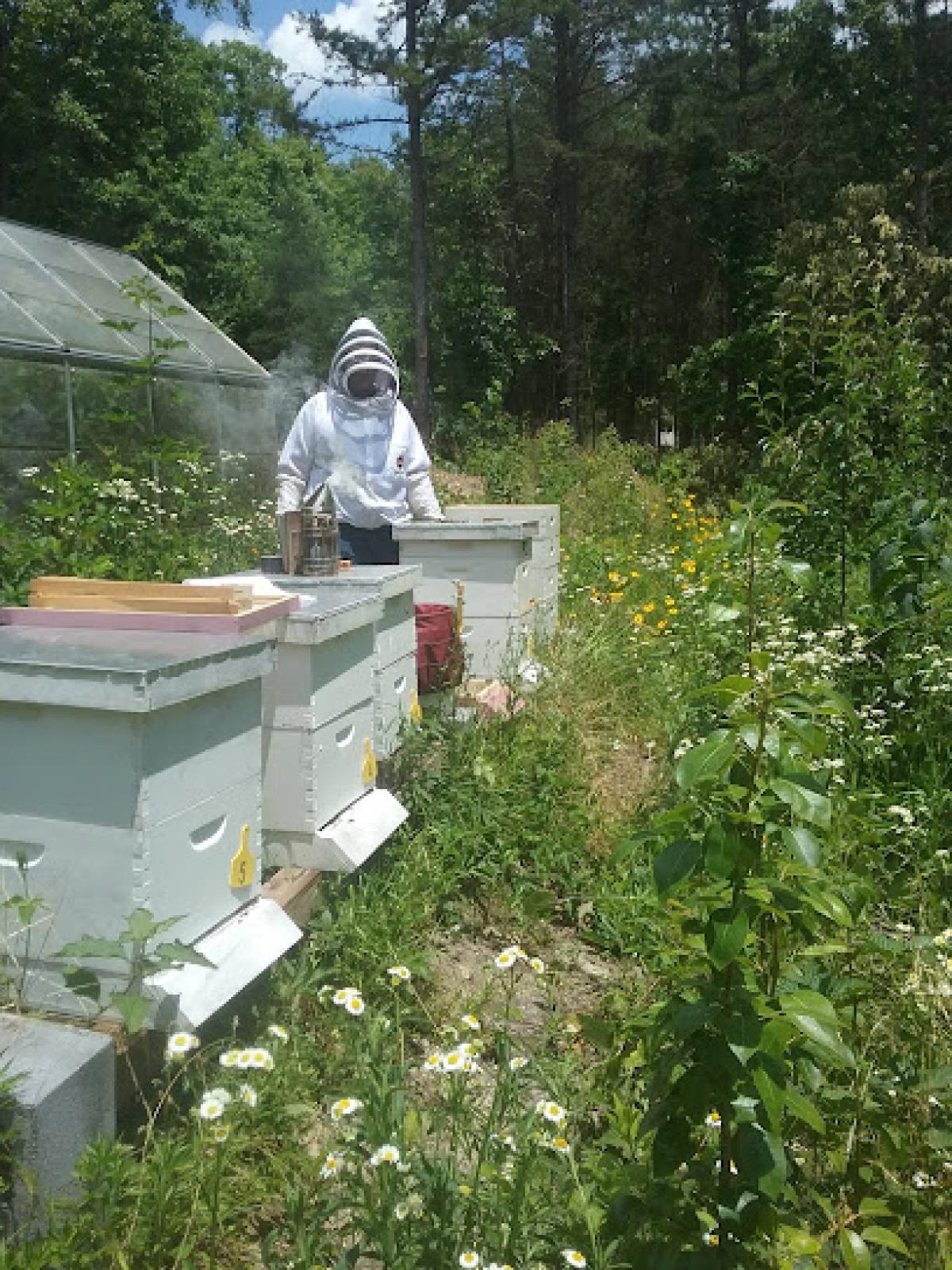 Sugar Hollow Honey - Bee Farm