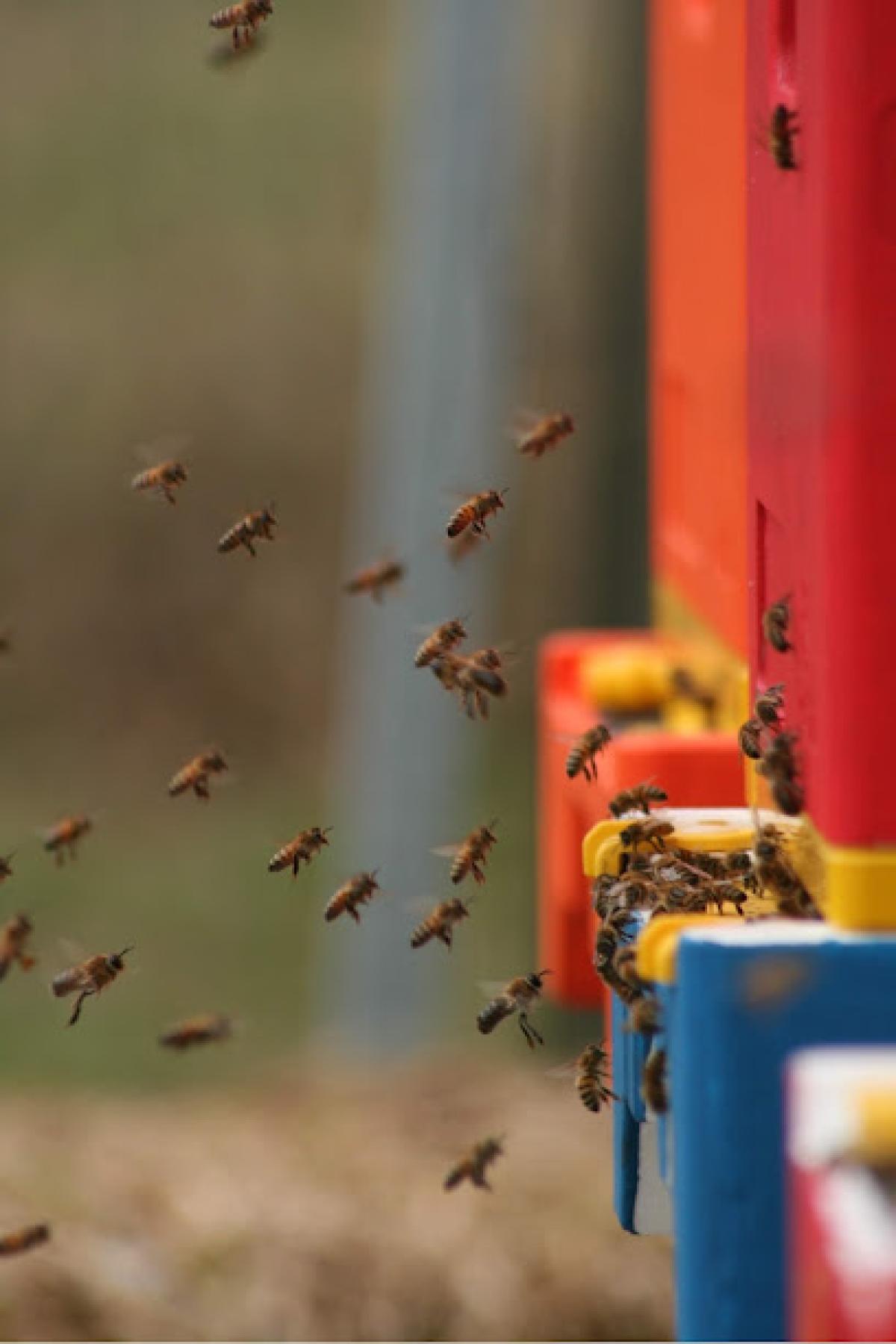 Hillside Honey & Apiary