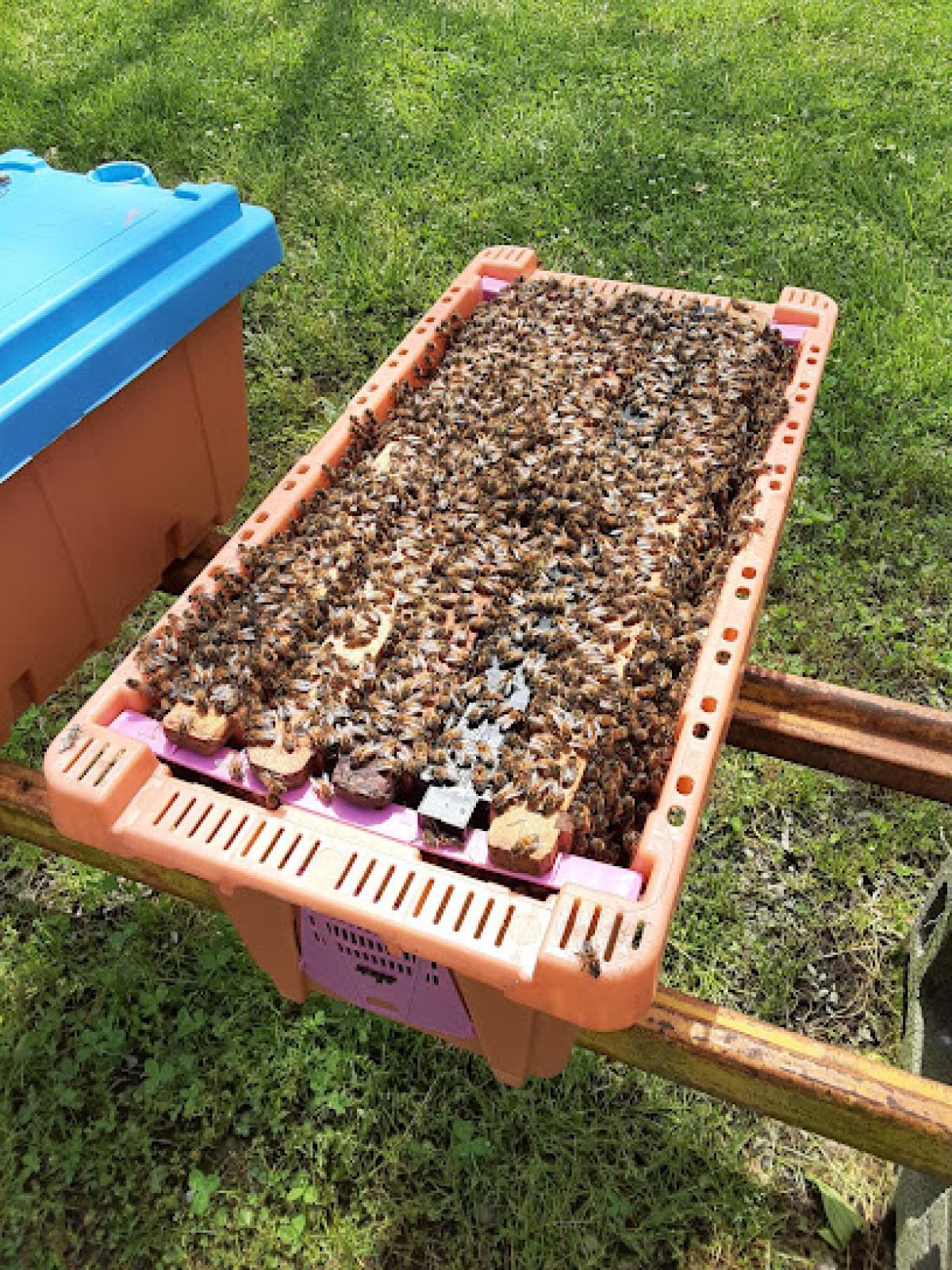 The Bee Barn | Honey Farm & Beekeeping Store