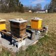 Shady Acres Farm and Apiary