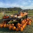 Myers Pumpkin Patch & Greenhouses