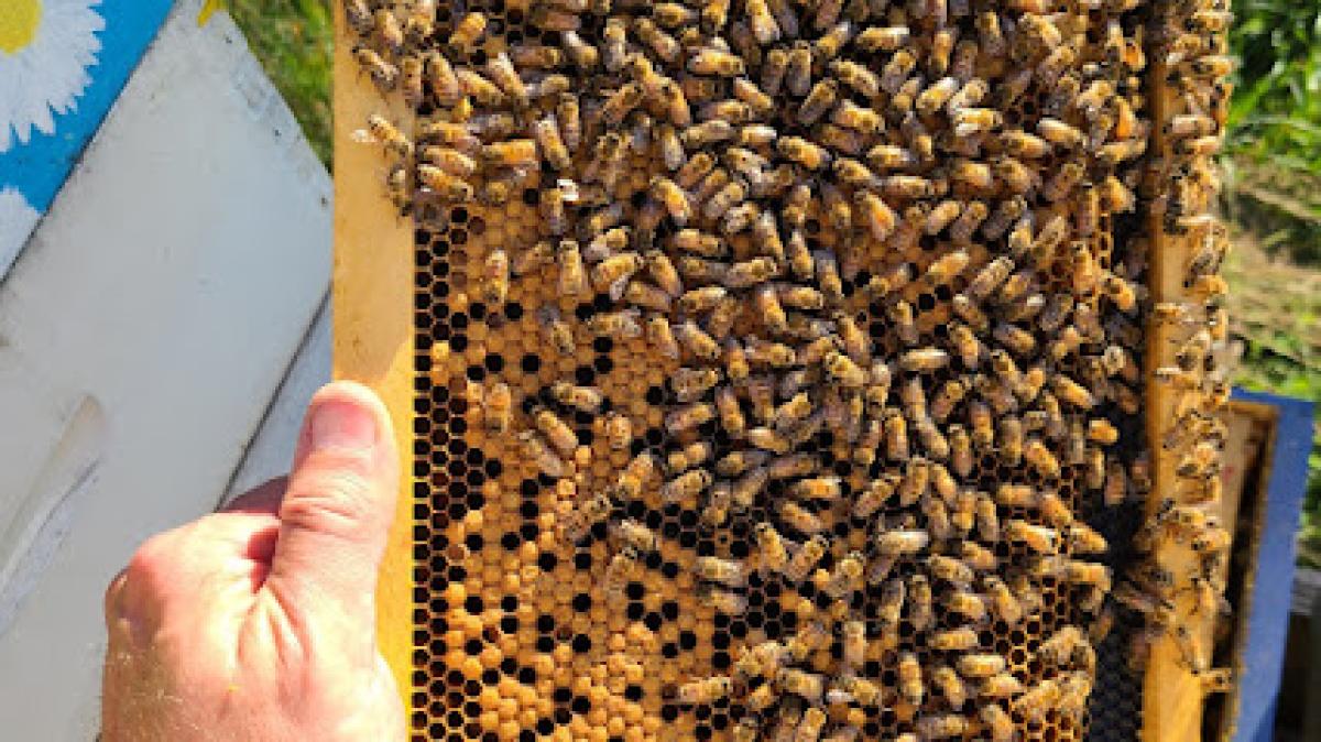 Spencer's Apiaries, LLC. (Located inside Rebekah's Health and Nutrition Source)