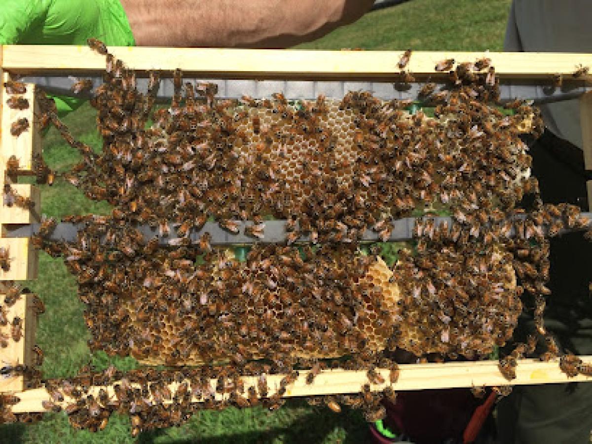 Kentucky Bee Company