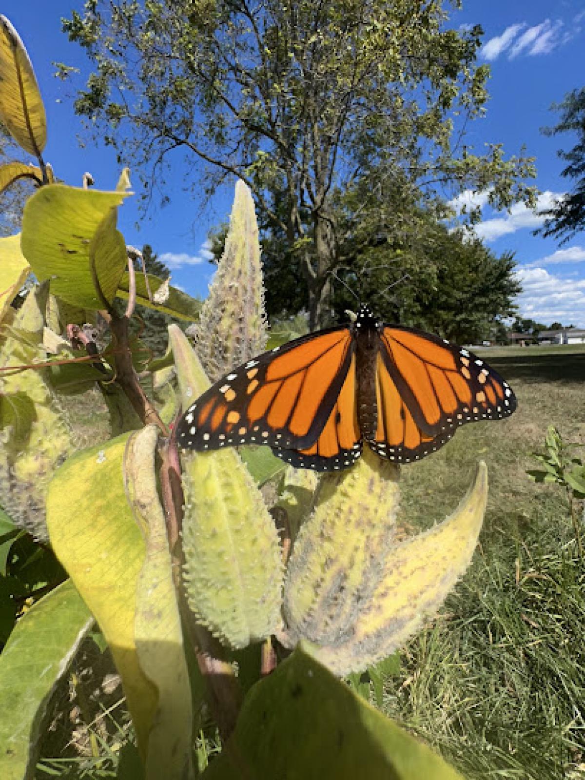The Mindful Beekeeper LLC - Honeybee Relocation, Bee Swarm Removal, Artisanal Honey