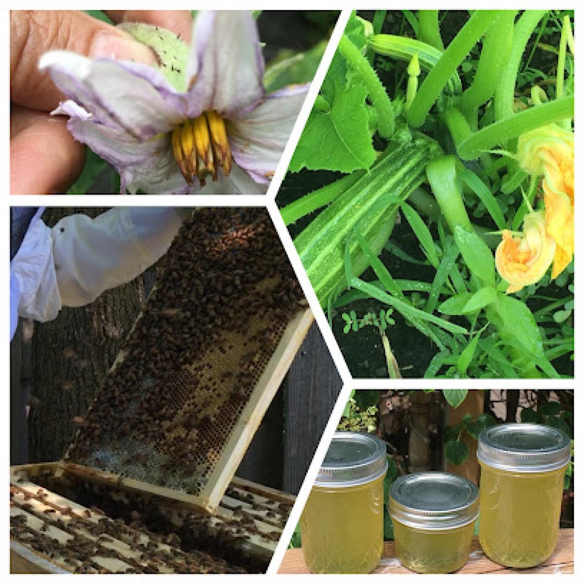 Bee Well Garden and Apiary