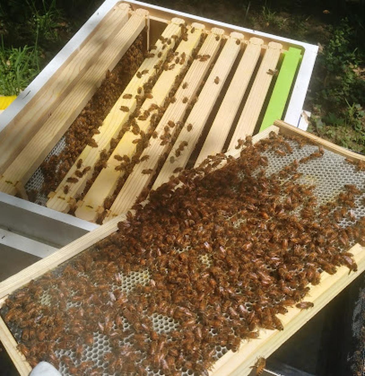 Conrad's Hive and Honey