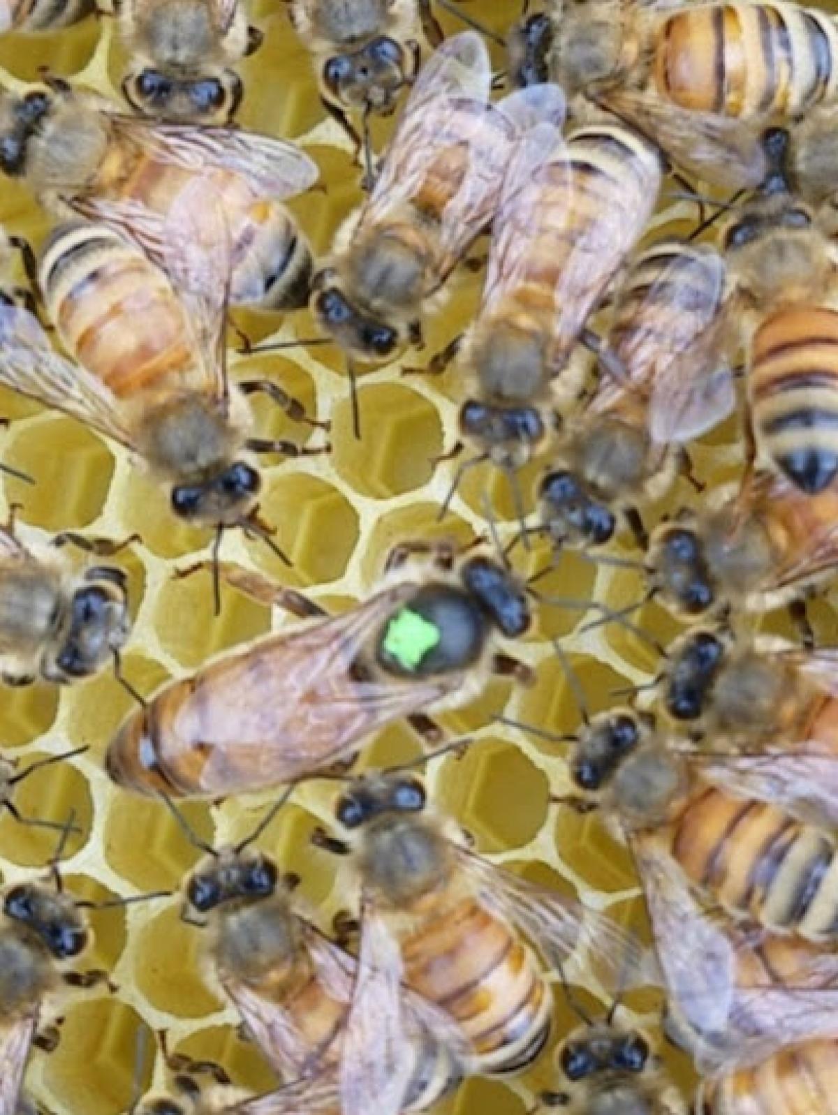 Providence Bee Company