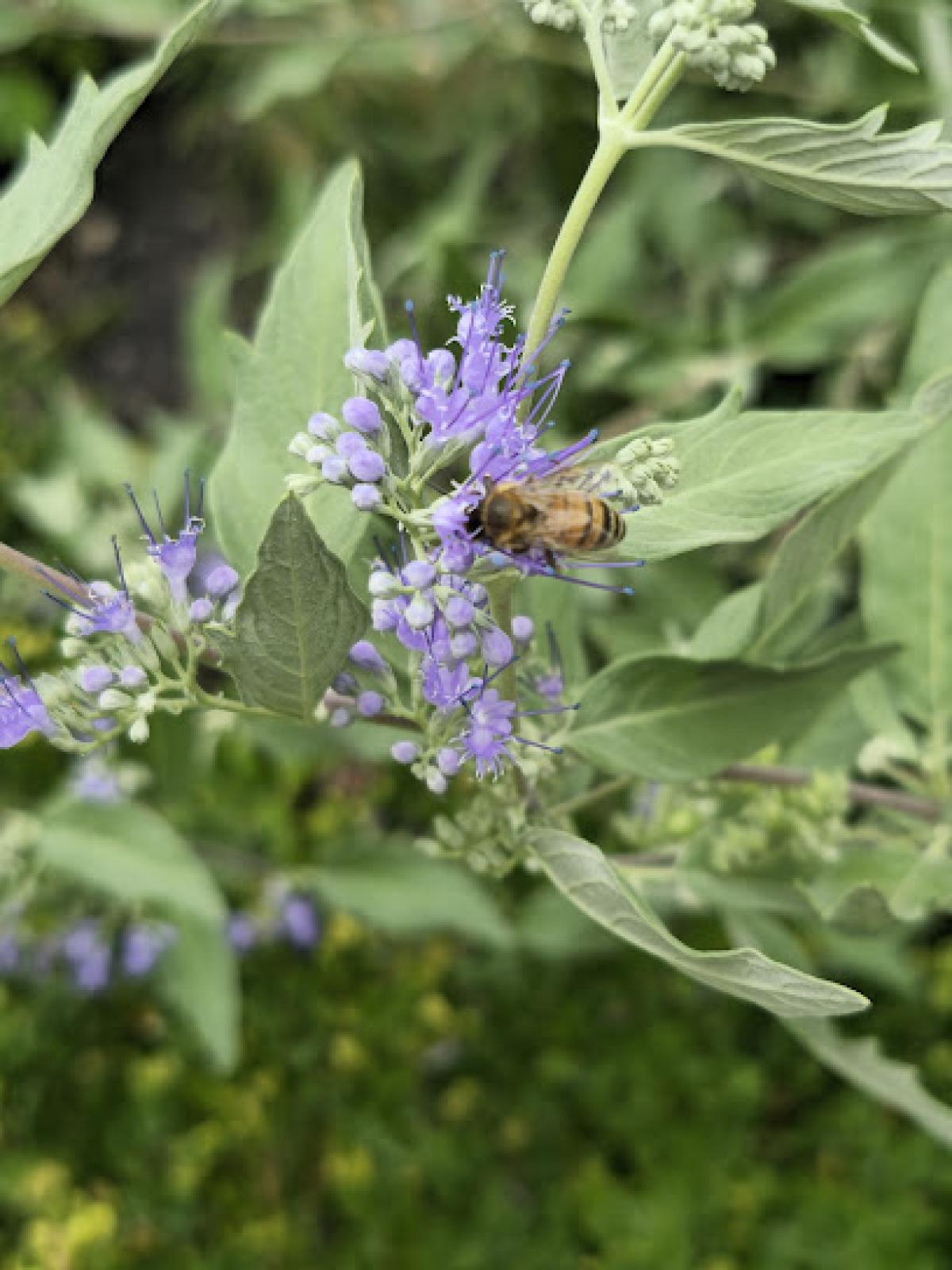 Lithopolis Honeyfest