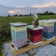 Stony Ridge Apiaries LLC
