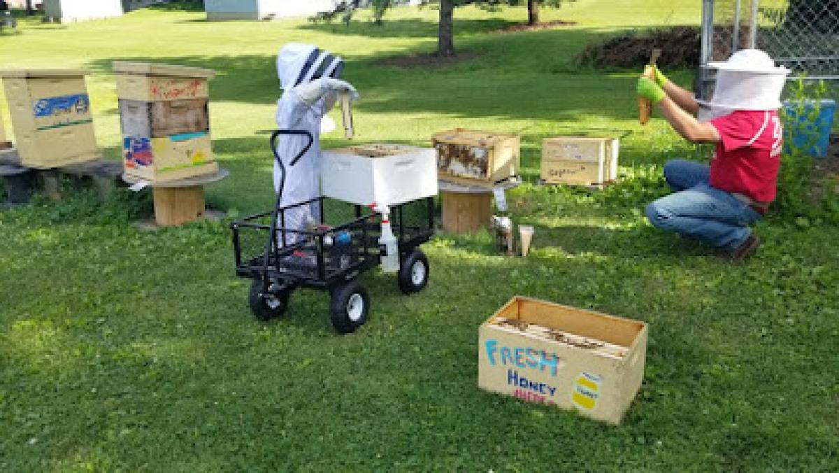 Bashful Bear Apiaries - Raw, Local honey from Stark County