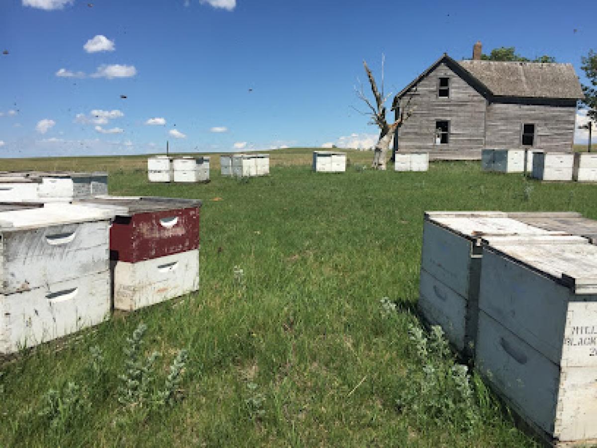 Miller Honey Farms