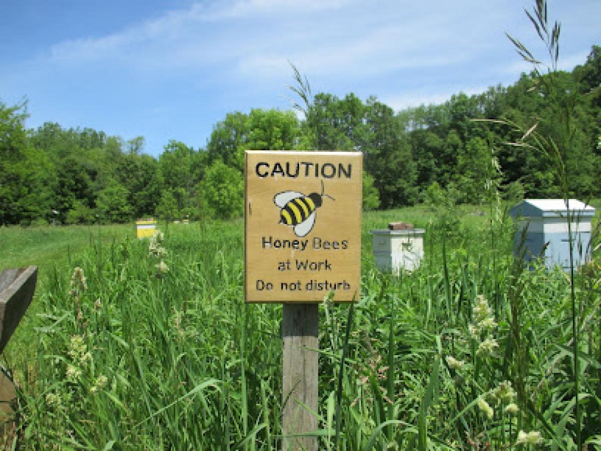 Becky's Birds and Bees