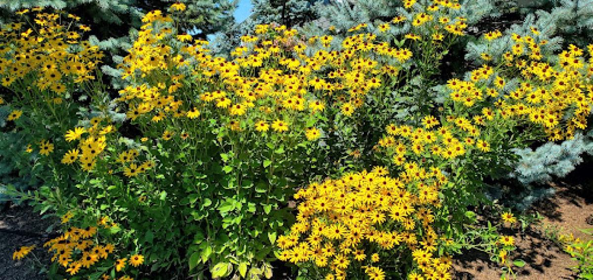 Sugar Creek Meadows LLC aka "Mr Clint's Honey"