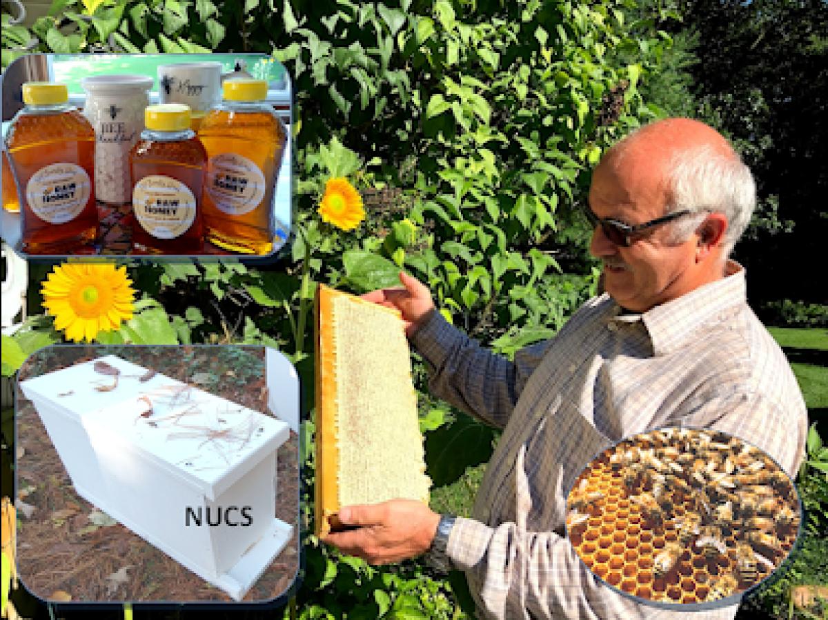 Stef Family Bees LLC