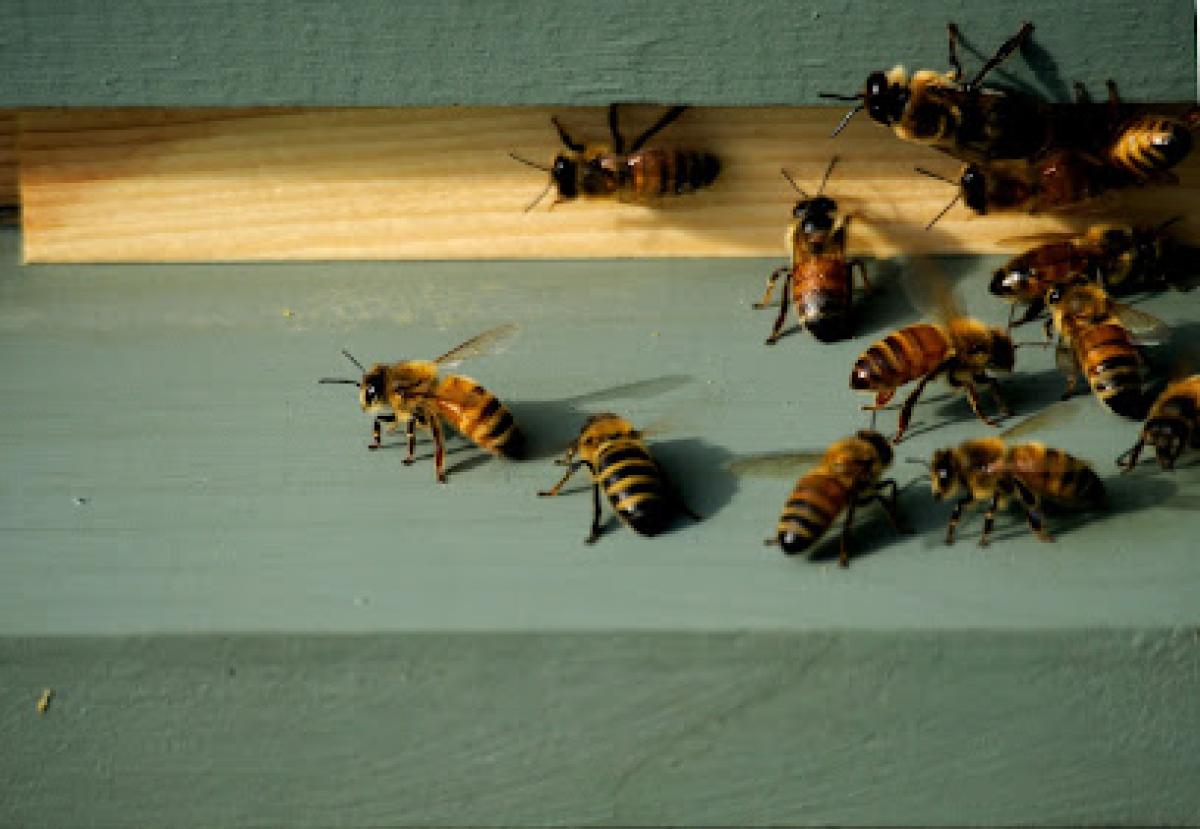 Honey From The Haute