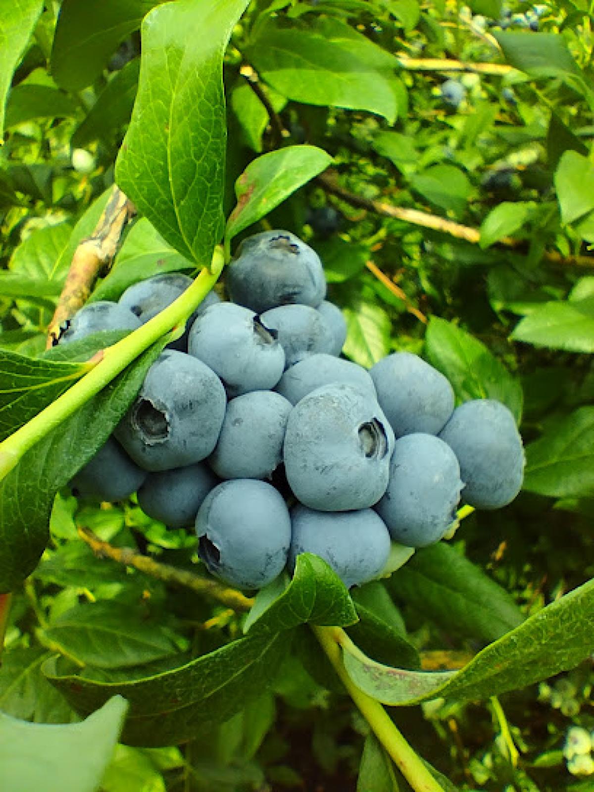 Goin's Blueberry Lane