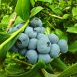 Goin's Blueberry Lane